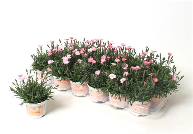 DIAN PEACH PARTY