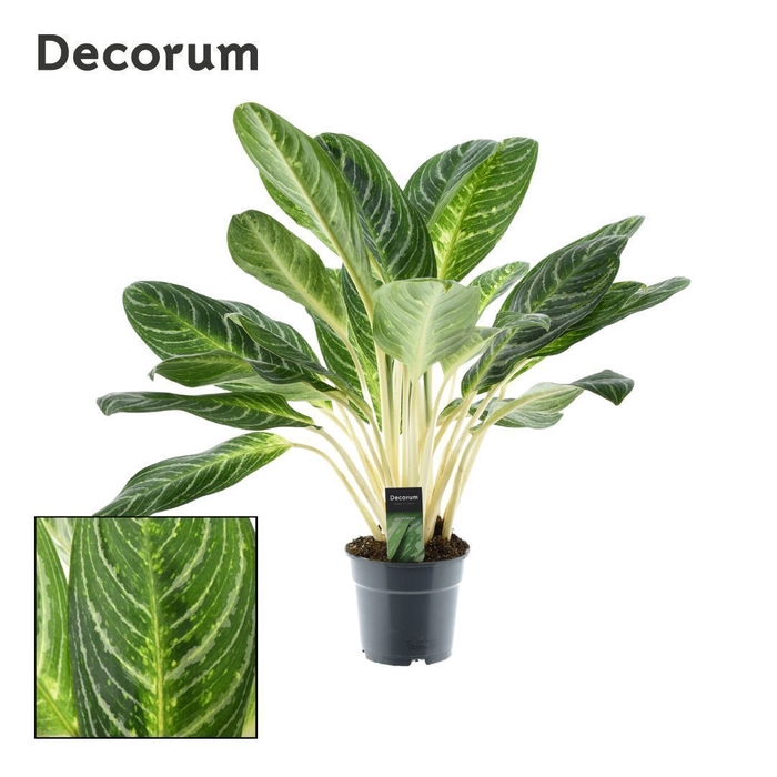 <h4>Aglaonema Keylime (Decorum)</h4>