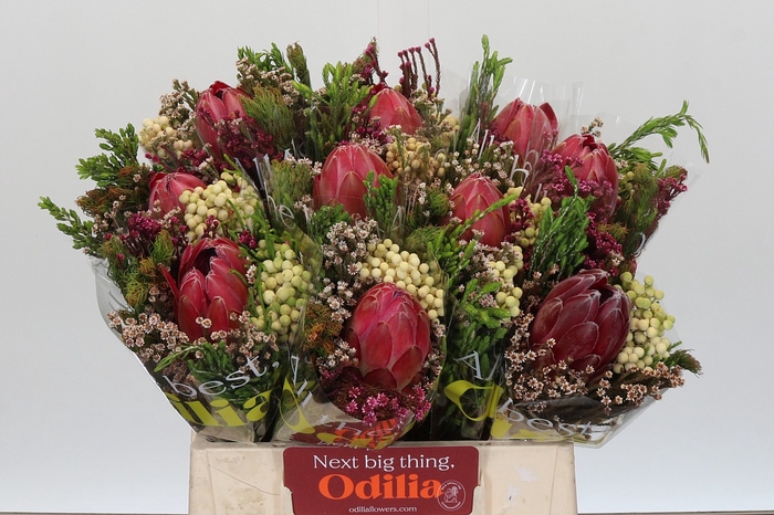 BQ Protea Hybride SFB