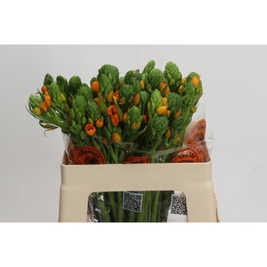 Ornithogalum Dubium Sunshine