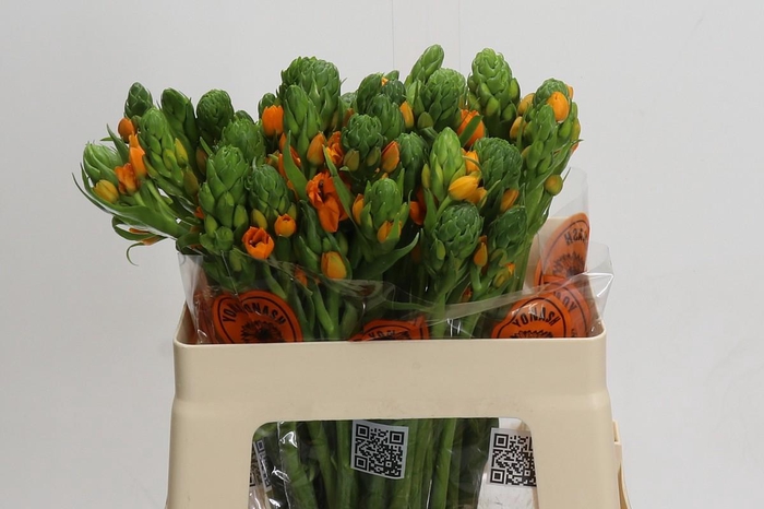 <h4>Ornithogalum Dubium Sunshine</h4>