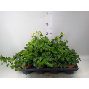 Hedera helix 'Wonder'