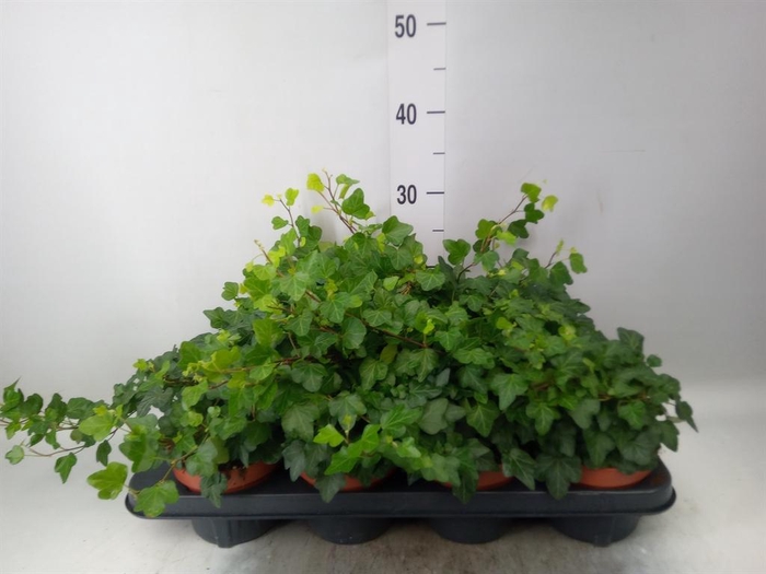<h4>Hedera helix 'Wonder'</h4>