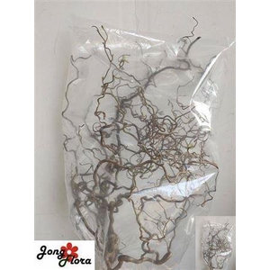 Corylus Av Contorta 80cm X10