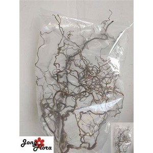 Corylus Av Contorta 80cm X10