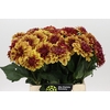 Dahlia Creme de Cognac
