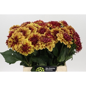 Dahlia Creme de Cognac