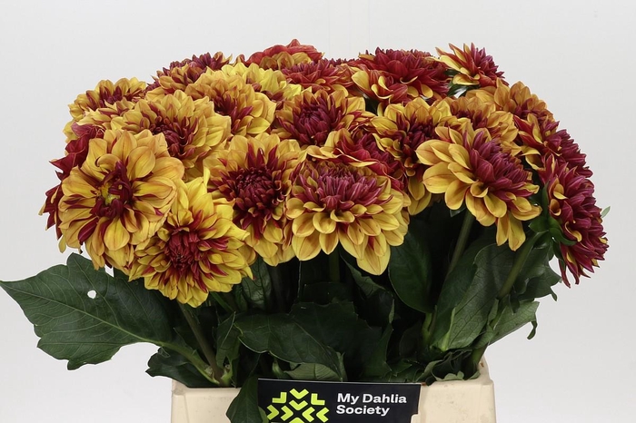<h4>Dahlia Creme de Cognac</h4>