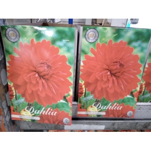 Dahlia   ...flowerbulbs