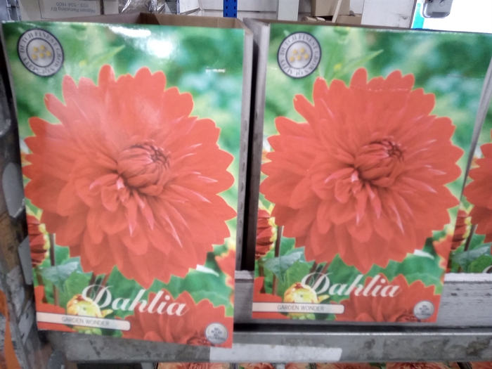 <h4>Dahlia   ...flowerbulbs</h4>