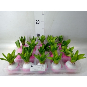 Hyacinthus orie.   ...waxed L%