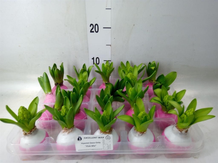 <h4>Hyacinthus orie.   ...waxed L%</h4>