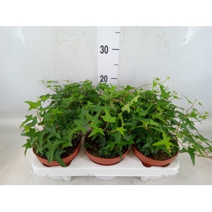 Hedera helix 'Tres Coupe'