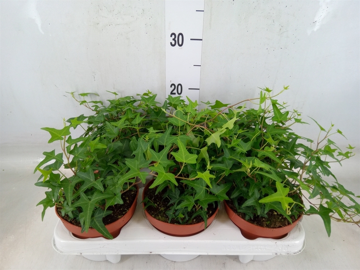 <h4>Hedera helix 'Tres Coupe'</h4>