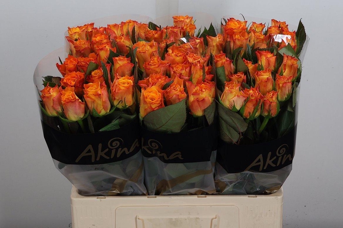 <h4>R Gr Marie-claire!</h4>