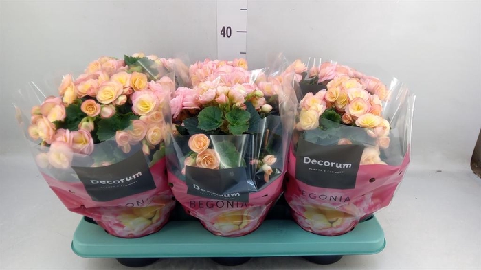<h4>Begonia elat. DU 'Hailey Sunset'</h4>