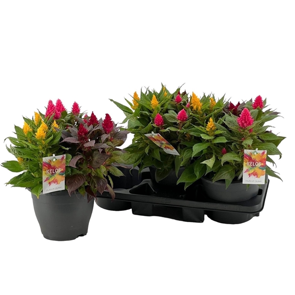 Celosia argentea (Plumosa Grp) Kelos Fire gemengd in pot