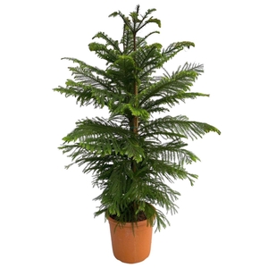 Araucaria Heterophylla