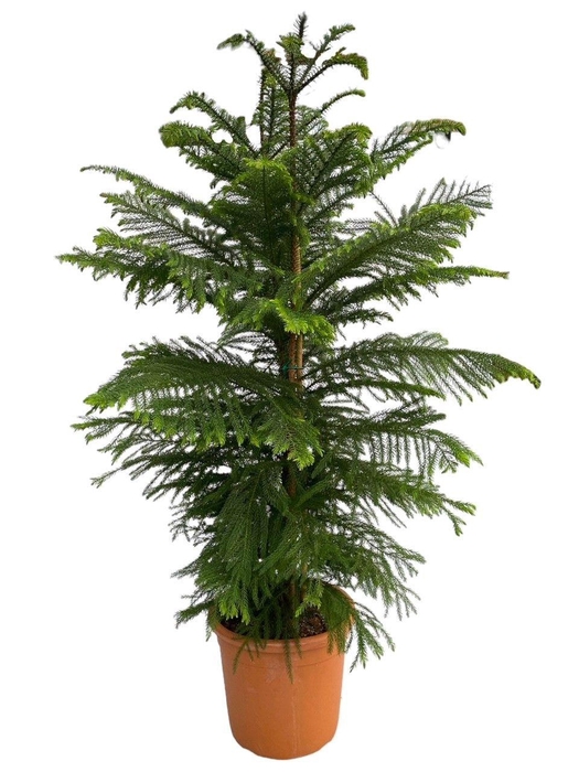 <h4>ARAU HETEROPHYL</h4>