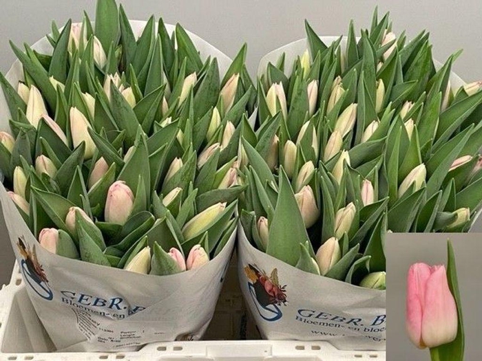 <h4>Tulipa si dynasty</h4>