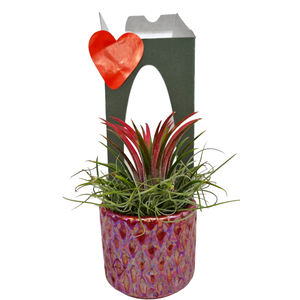 Tillandsia diamond red pot gift package