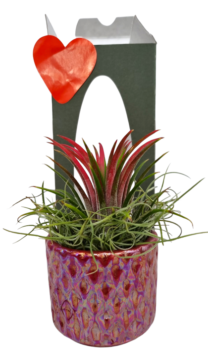 <h4>Tillandsia diamond red pot gift package</h4>