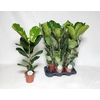 arr8 Ficus Lyrata