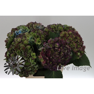 Hydrangea elbtal classic