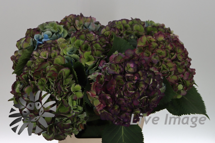 <h4>Hydrangea elbtal classic</h4>