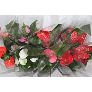ANTHURIUM VARIADO P12 HIDRO VASO DECORADO