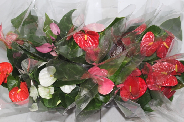 <h4>ANTHURIUM VARIADO P12 HIDRO VASO DECORADO</h4>