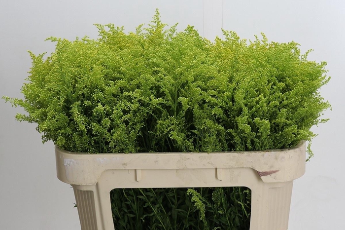 <h4>SOLI BAREIGHT</h4>