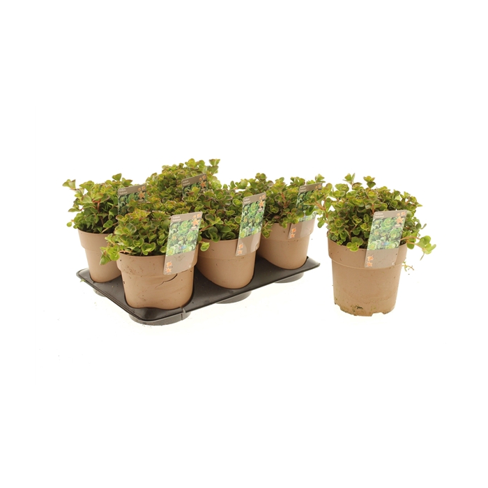 <h4>Sedum Makinoi</h4>
