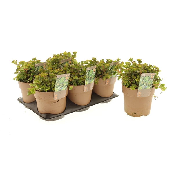 Sedum Makinoi