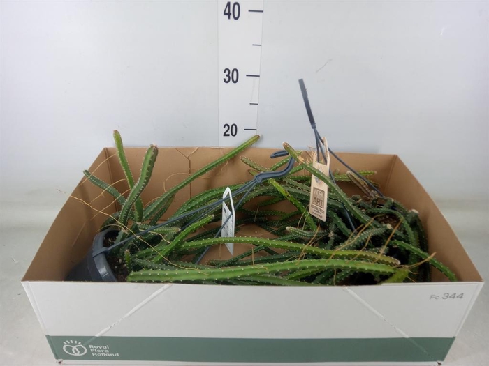 <h4>Cactus   ...</h4>