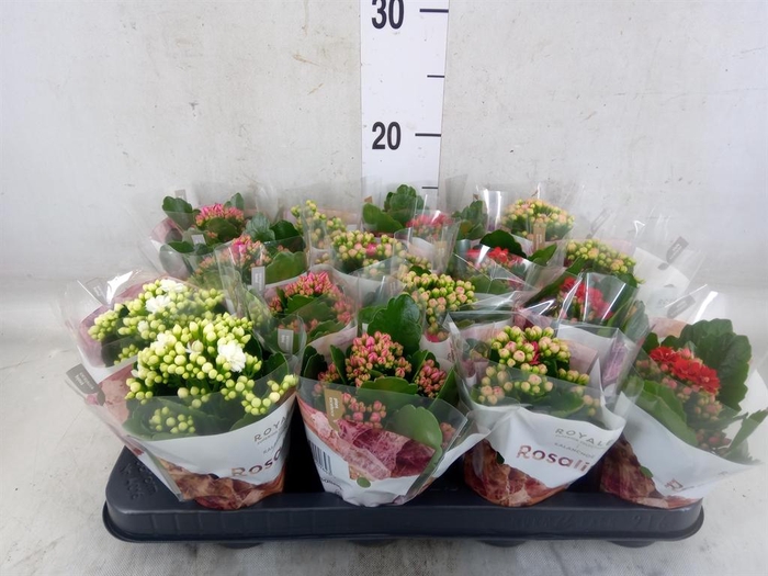 <h4>Kalanchoe blos. 'RoyalDon'   ..mix</h4>