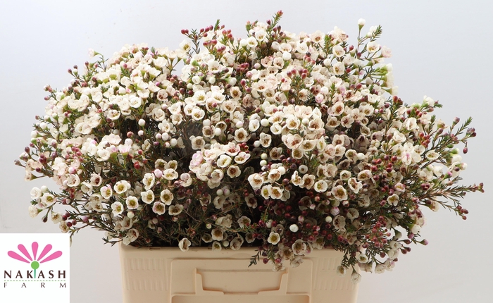 <h4>CHAME MOONL DELIGHT</h4>