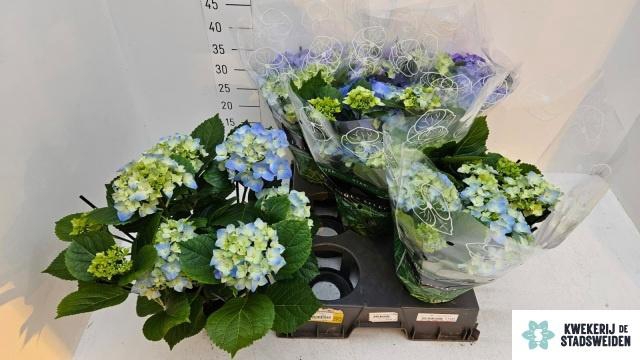 <h4>HYDR M EARLY BLUE</h4>