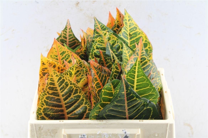 <h4>Croton Leaves</h4>