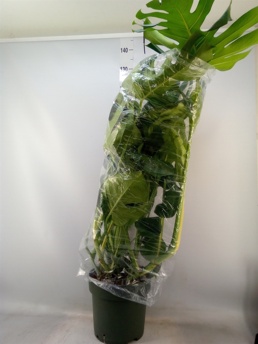 <h4>Monstera delic.</h4>