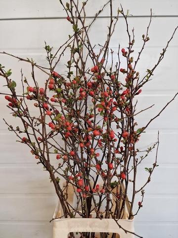 CHAENOMELES JAPONICA RED 065CM
