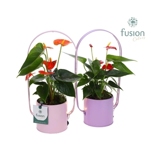 LED planter zink boog met Anthurium