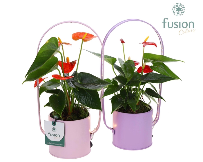 <h4>LED planter zink boog met Anthurium</h4>
