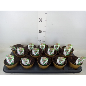 Fritillaria meleagris