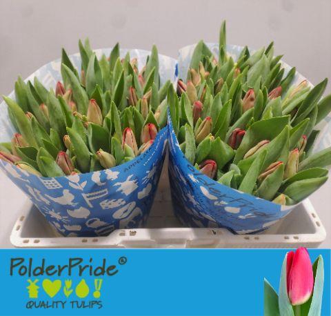 <h4>TU EN ANTARCTIC FIRE</h4>