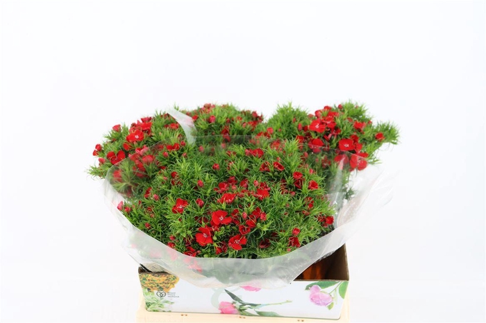 <h4>Di Barb Breanthus Amras Red</h4>