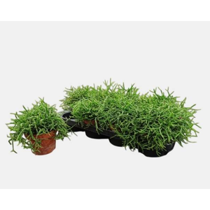 RHIPSALIS BURCHELLII