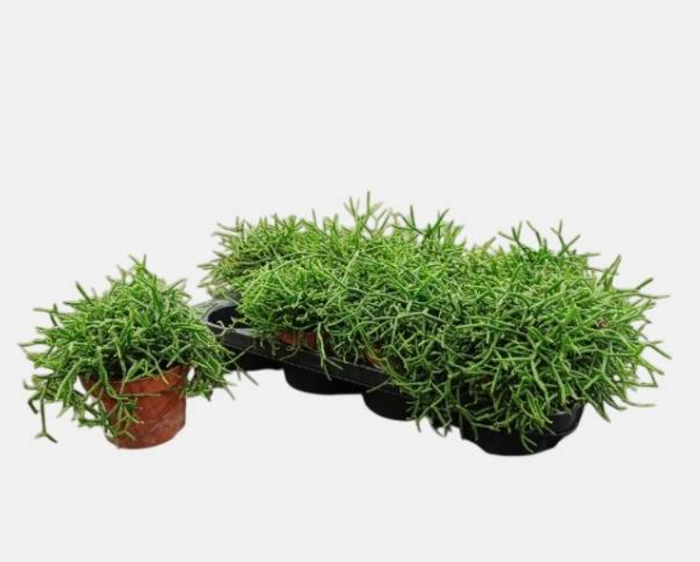 <h4>RHIPSALIS BURCHELLII</h4>