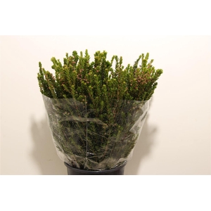 Myrthe Tarantino P Bunch