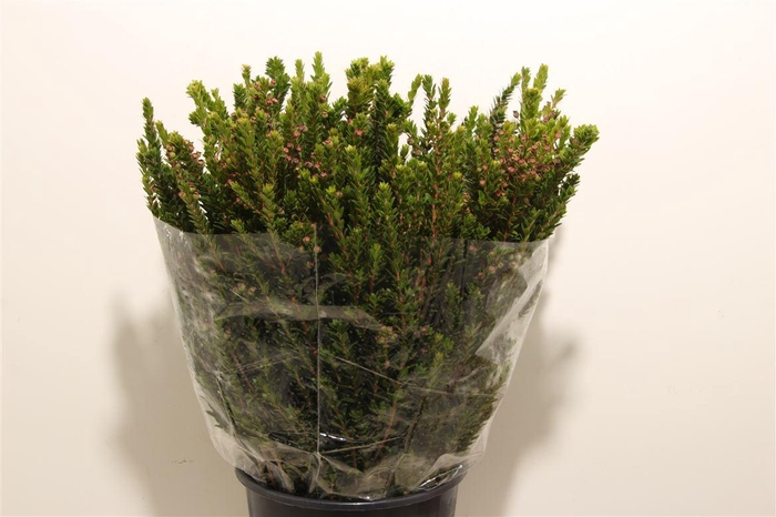 <h4>Myrthe Tarantino P Bunch</h4>